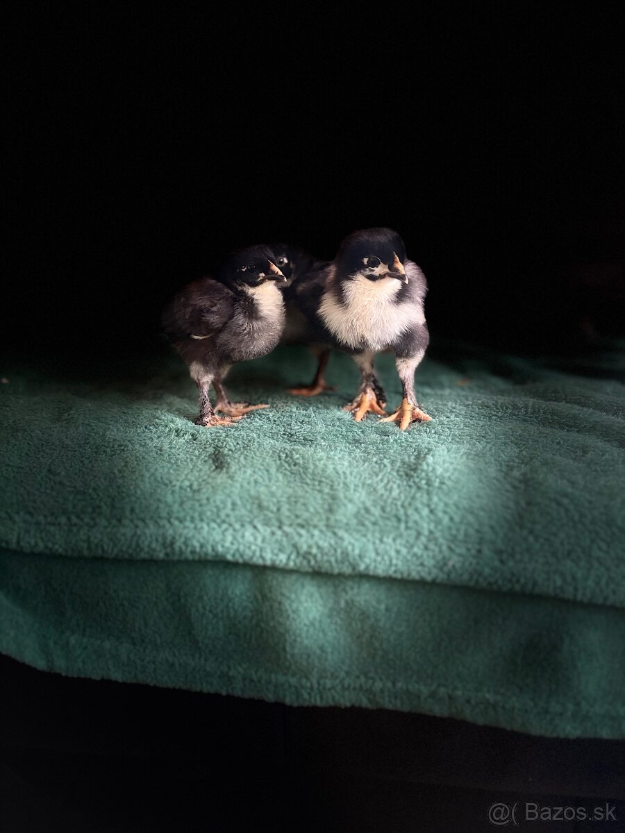 Marans medenokrká
