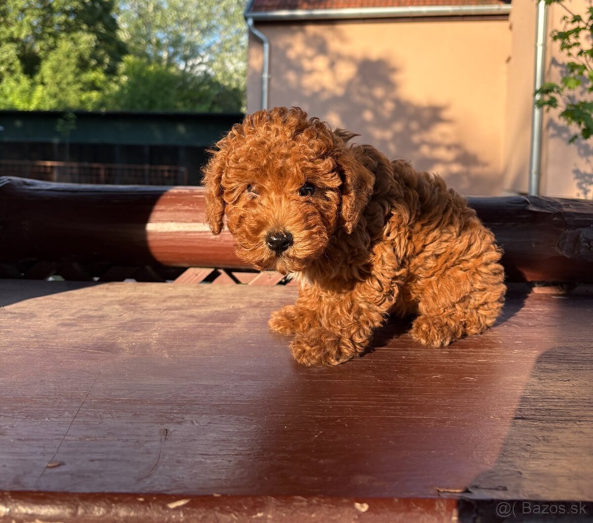 Pudel Mini - Pudlik