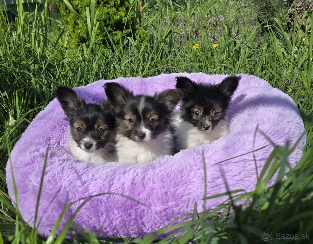Papillon s rodokmeňom FCI