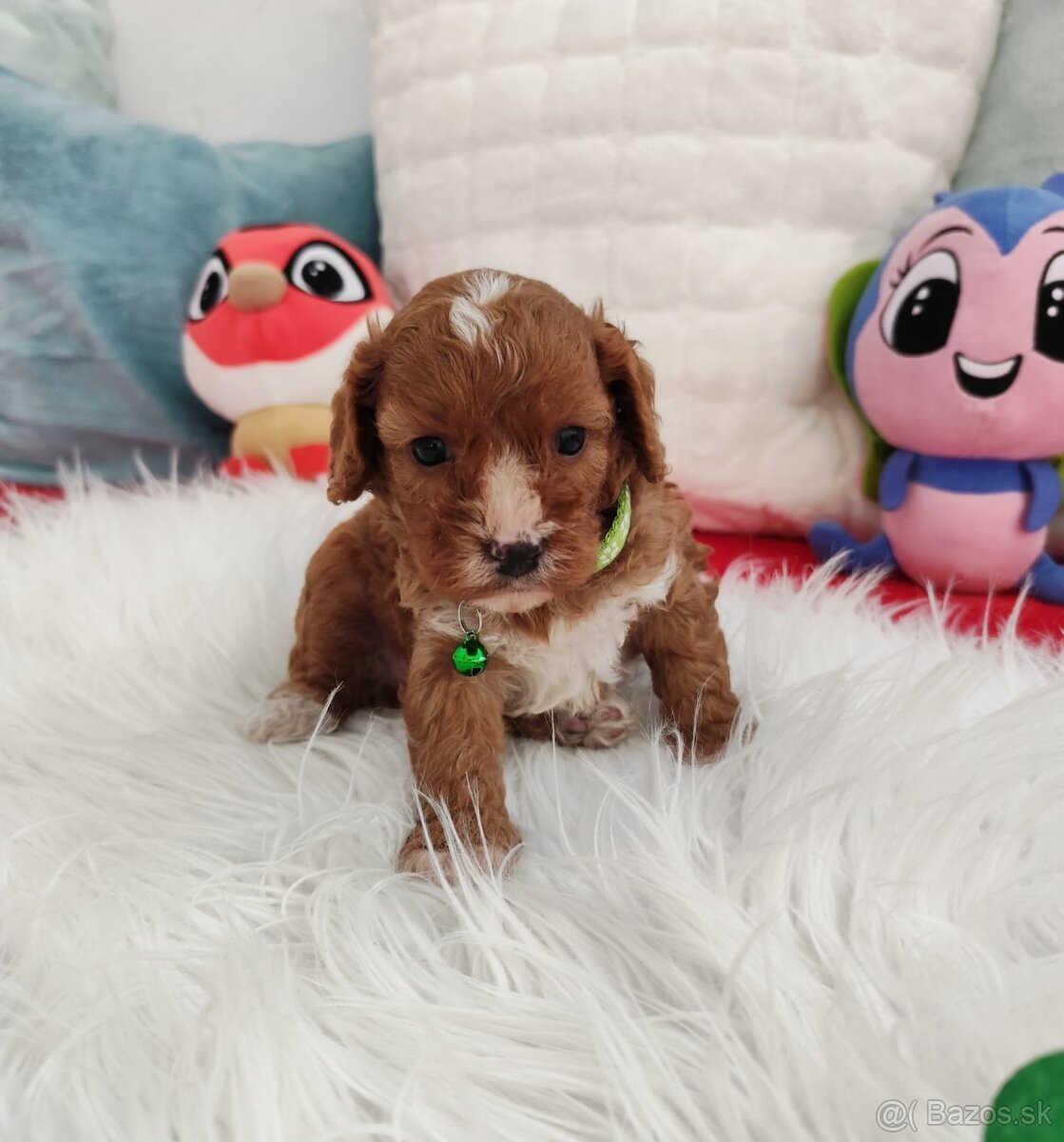 Cavapoo