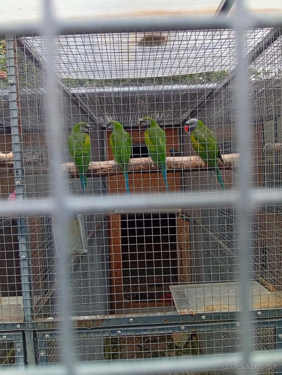 Predám Alexander Čínsky