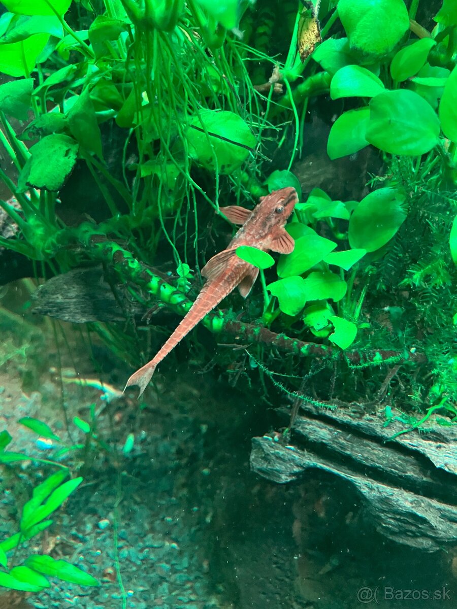 Loricaria rineloricaria sp. Red