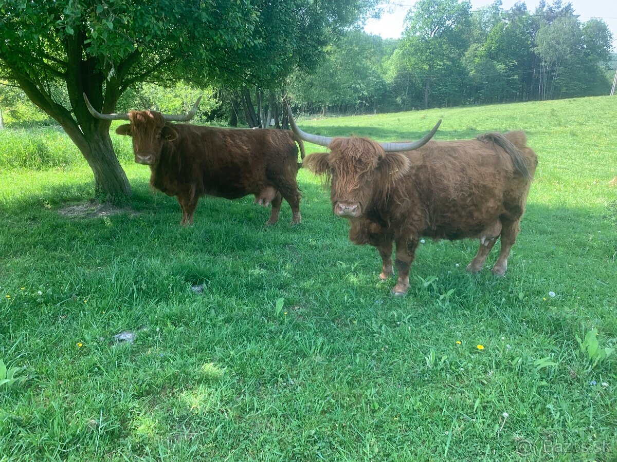 Krávy Highland Cattle
