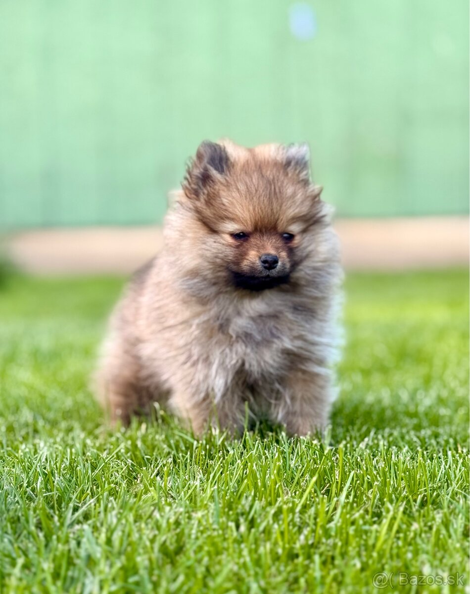 Pomeranian trpazličí špic