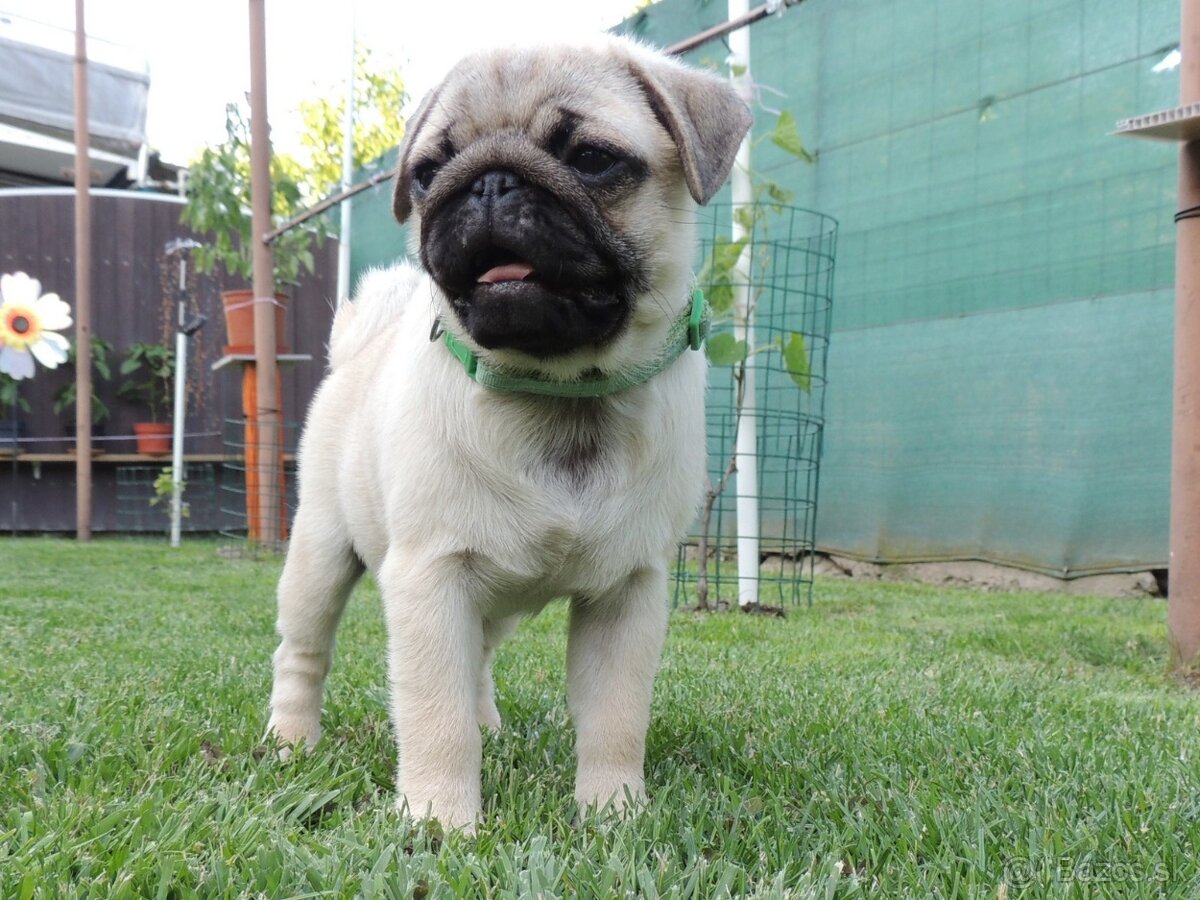 MOPS s PP.FCI