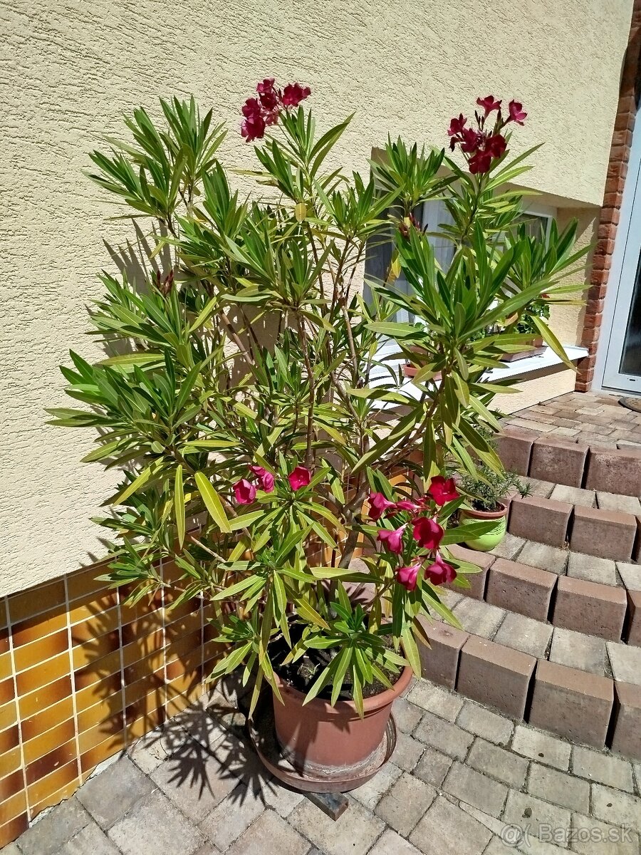 Predám oleander