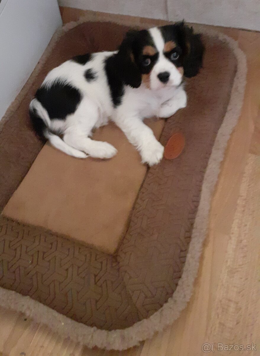 Cavalier king charles spaniel