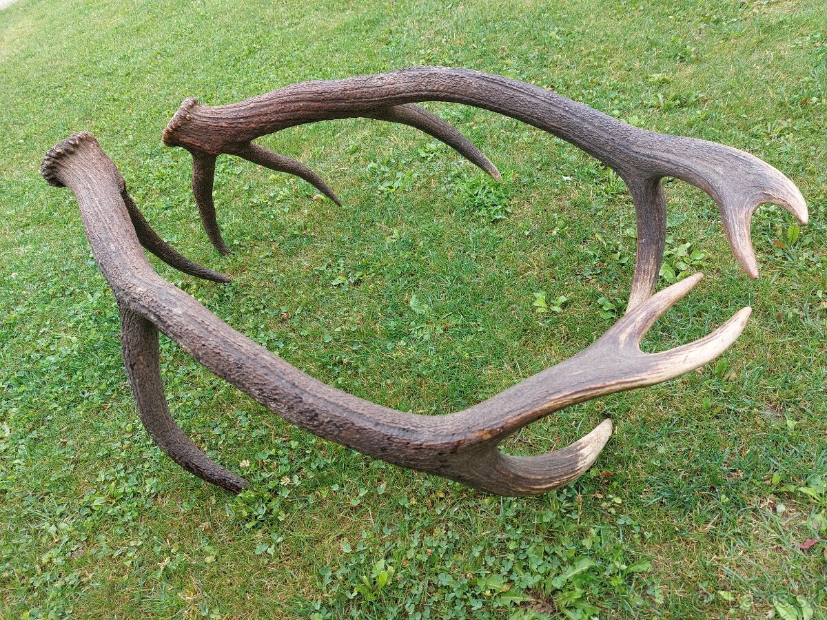 Trofej trofeje paroh parohy parozie zhody