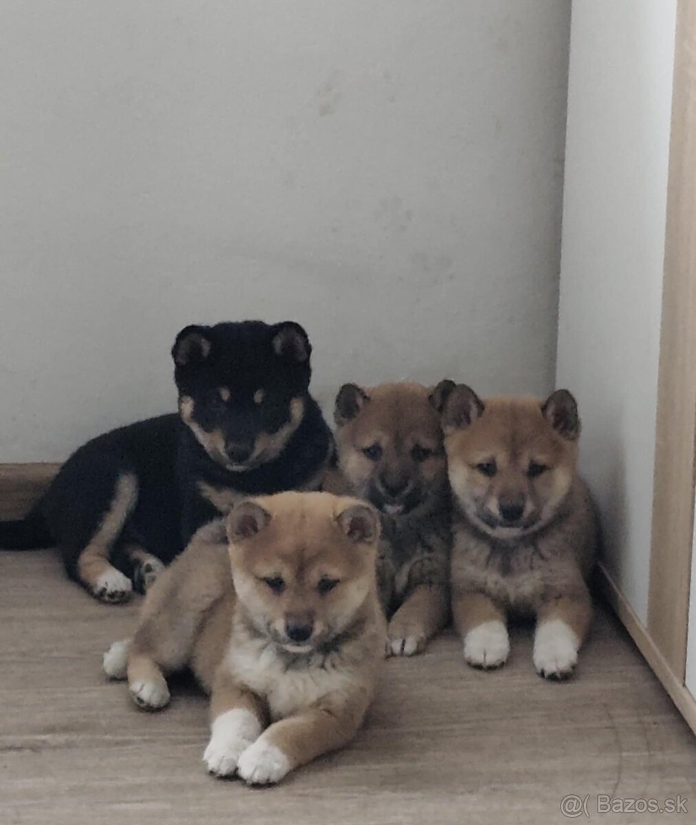 Shiba inu