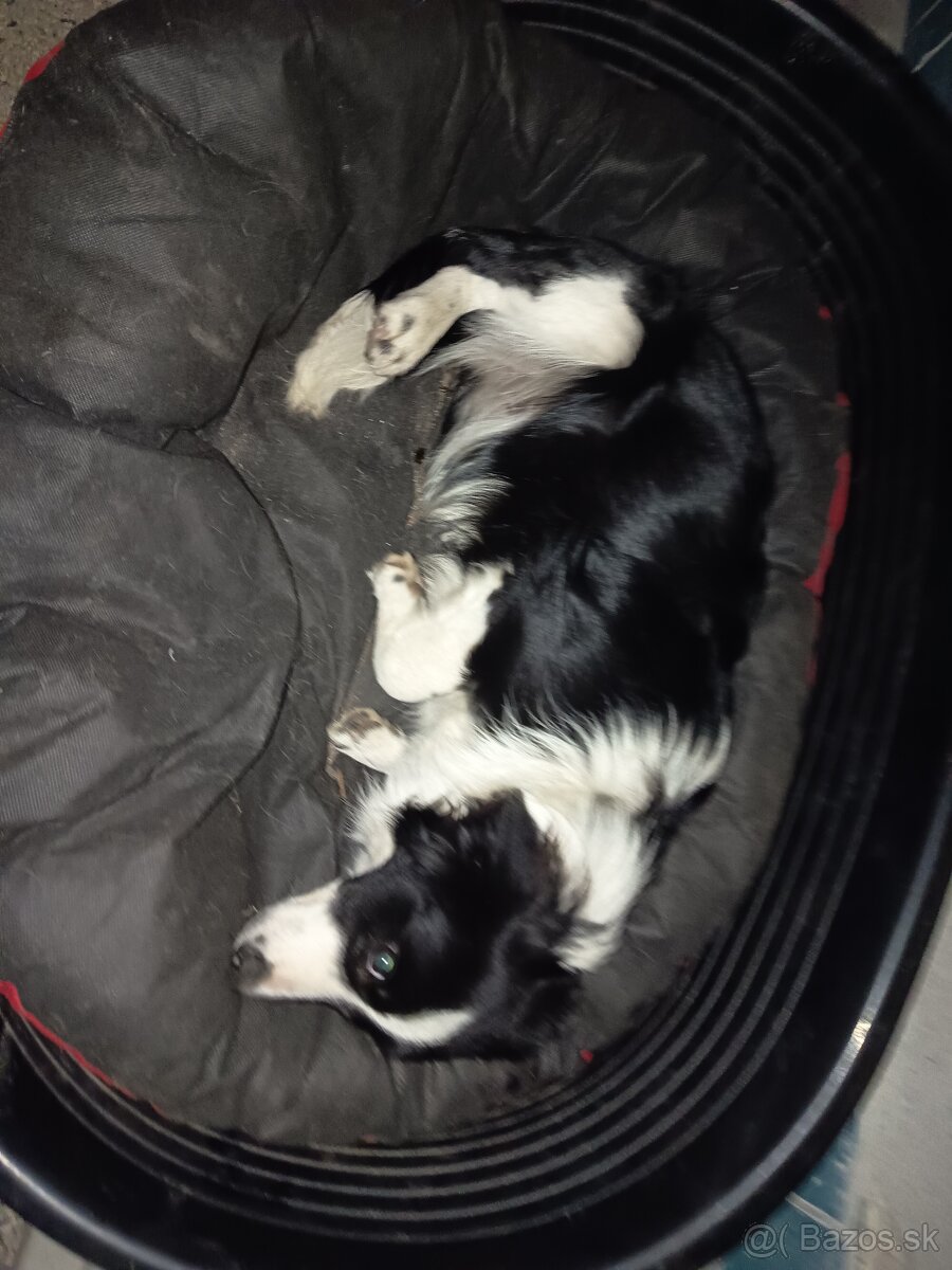 Darujem fenku mix borderkolie