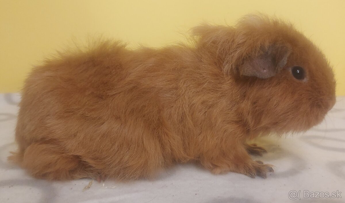 Morčatá rôznych plemien