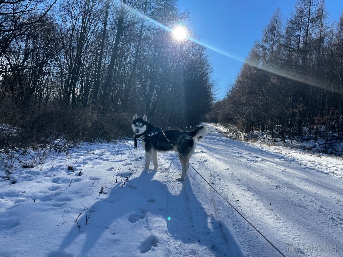 Darujem do dobrých rúk Huskyho