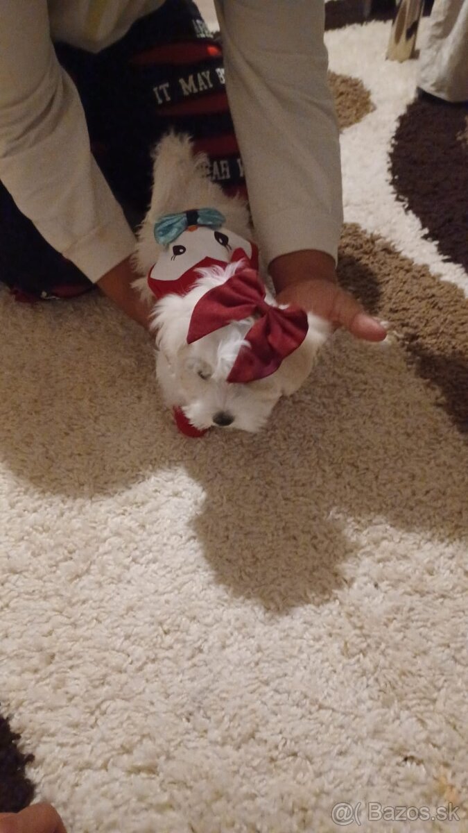 Maltezak