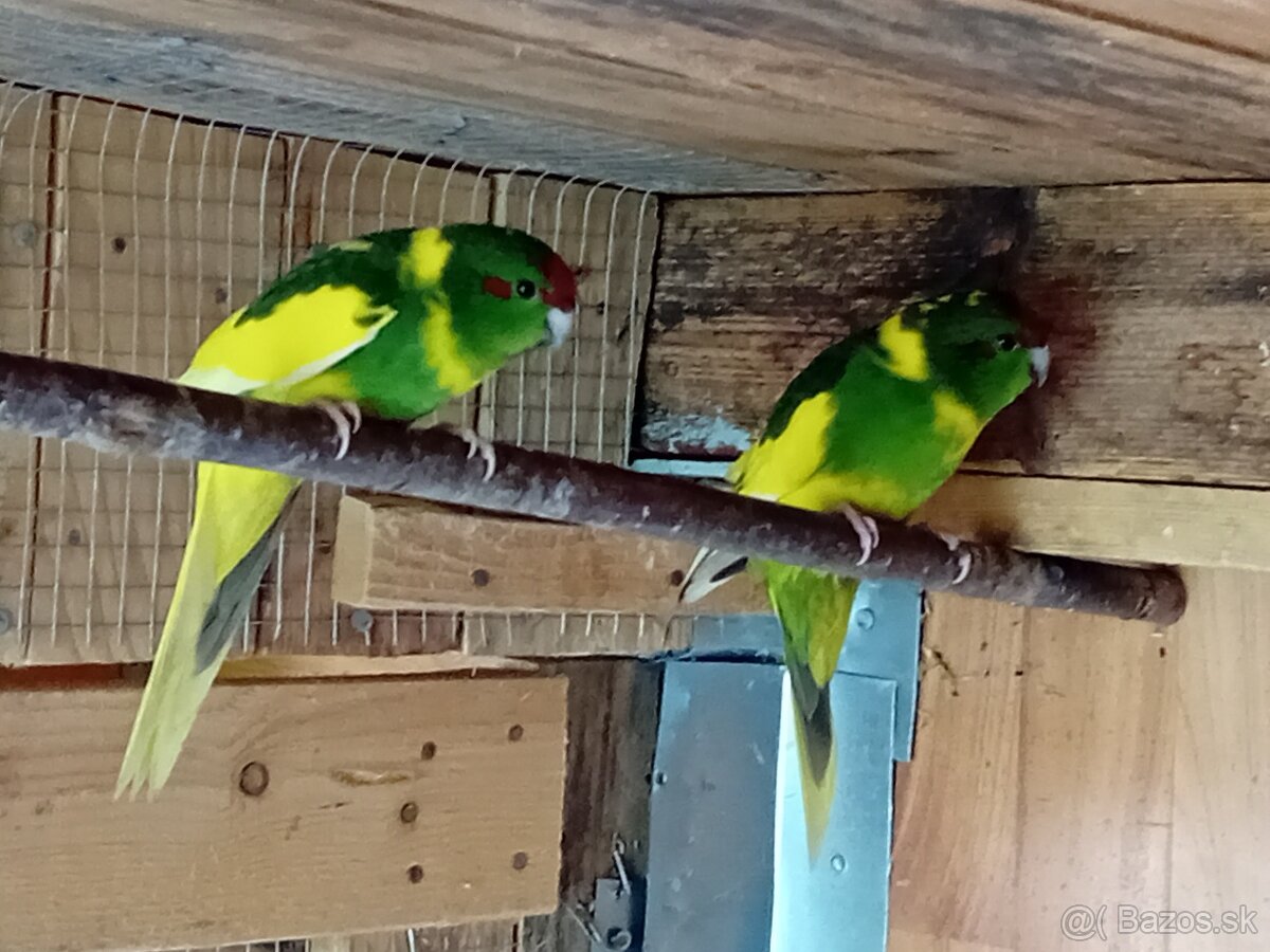 Kakariky