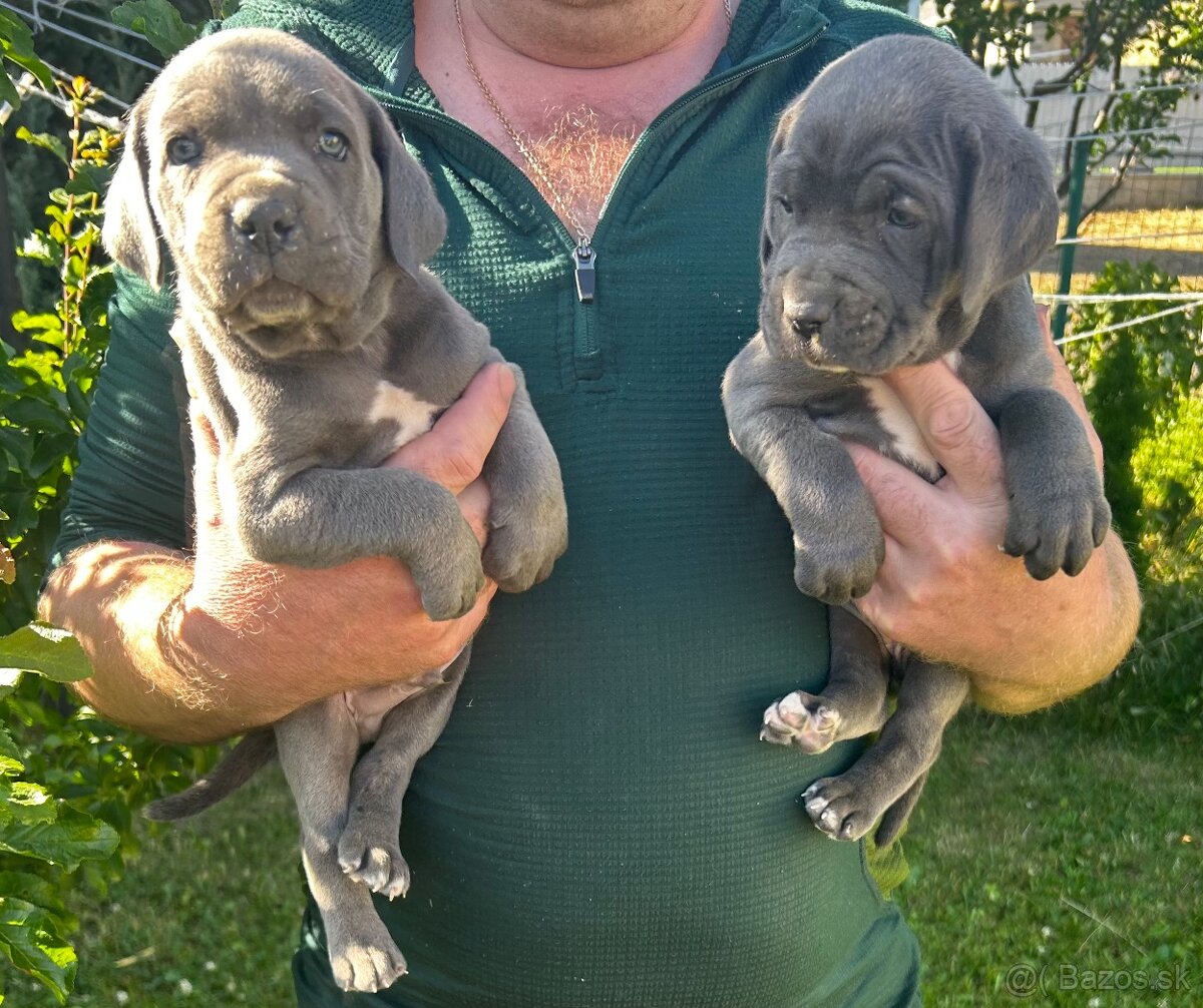 Cane Corso