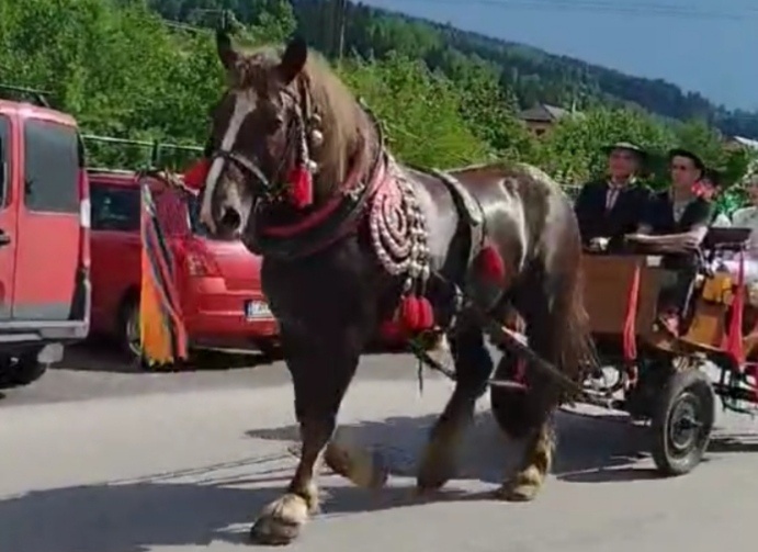Tažny valacha