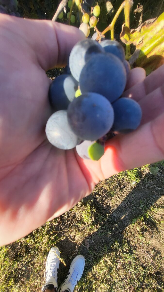 Predám modré hrozno 0,5€/kg
