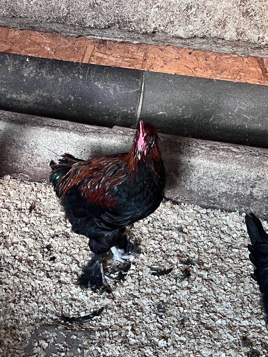 Marans