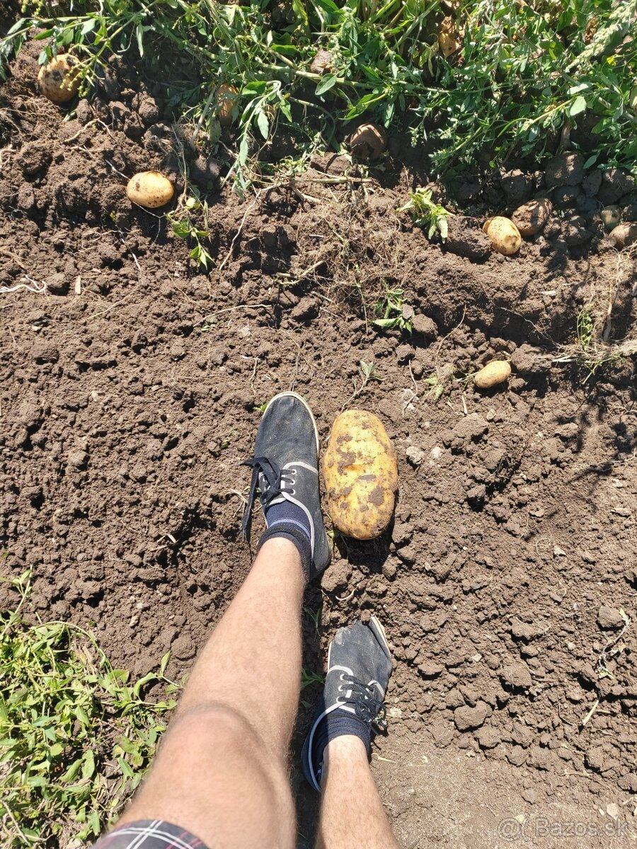 BIO zemiaky AGRIA, kukurica, cesnek, paprika, mrkva, cibula