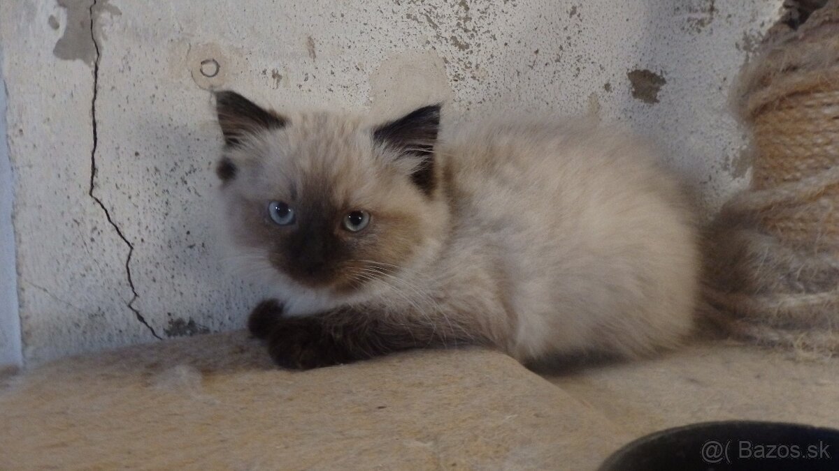 ragdoll,radgoll,mačatá predané na predal len dospelé mačky