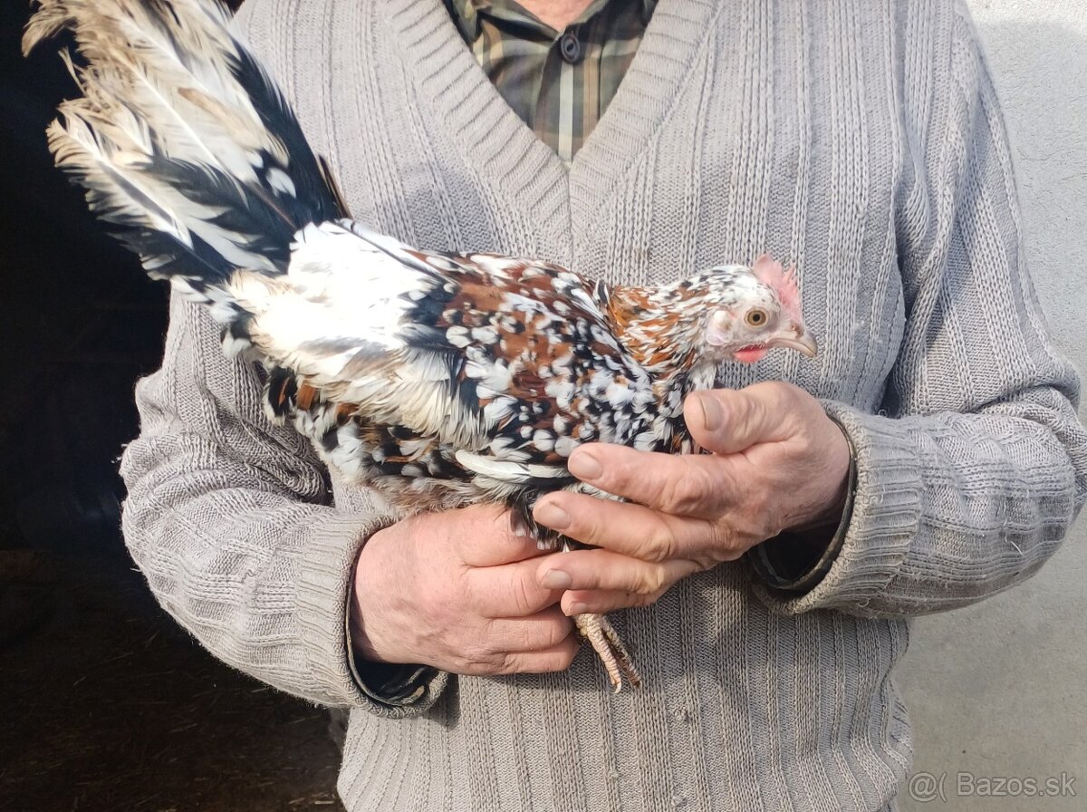 Predám kohúta (alpská sliepka)