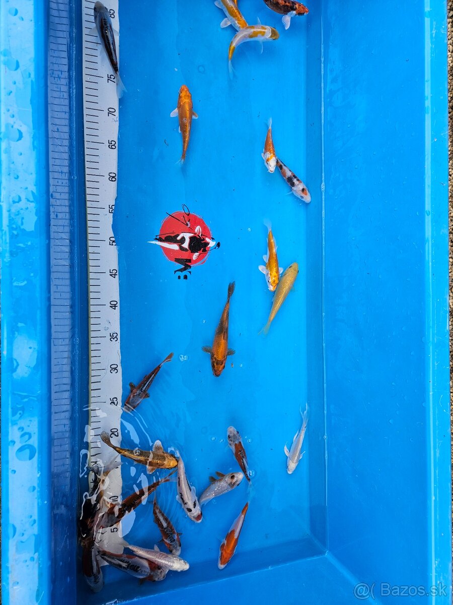 Koi kapor