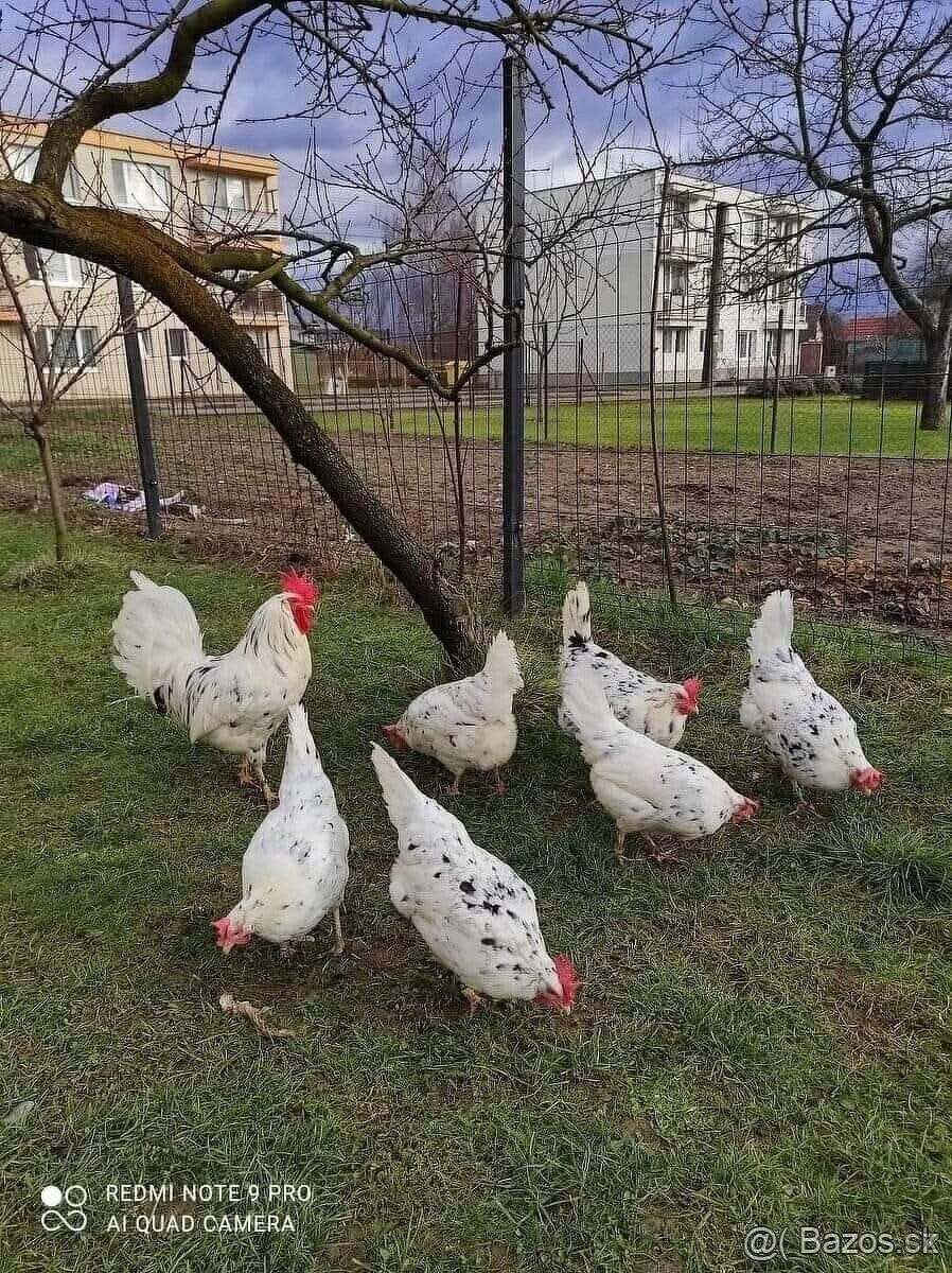 Vlaska exchequer NV