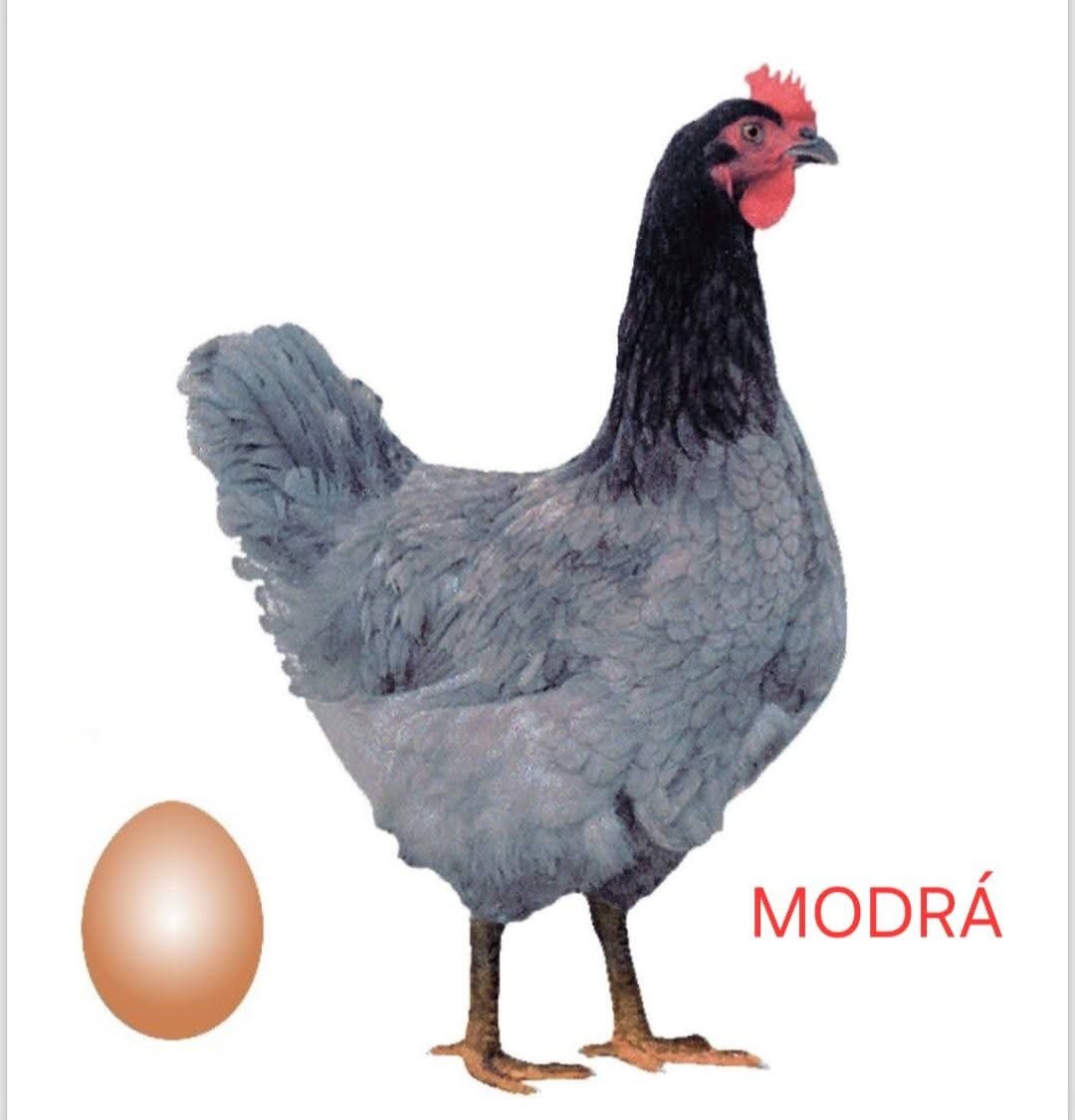 Nosnice DOMINANT MODRÝ D107