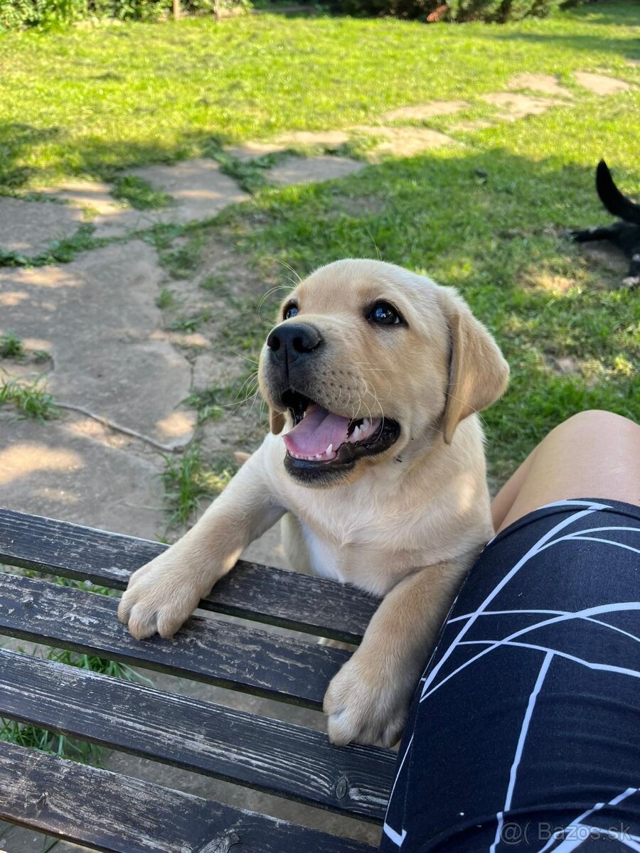Labrador šteniatka s PP