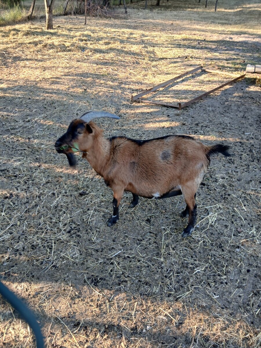 Mini Kozička