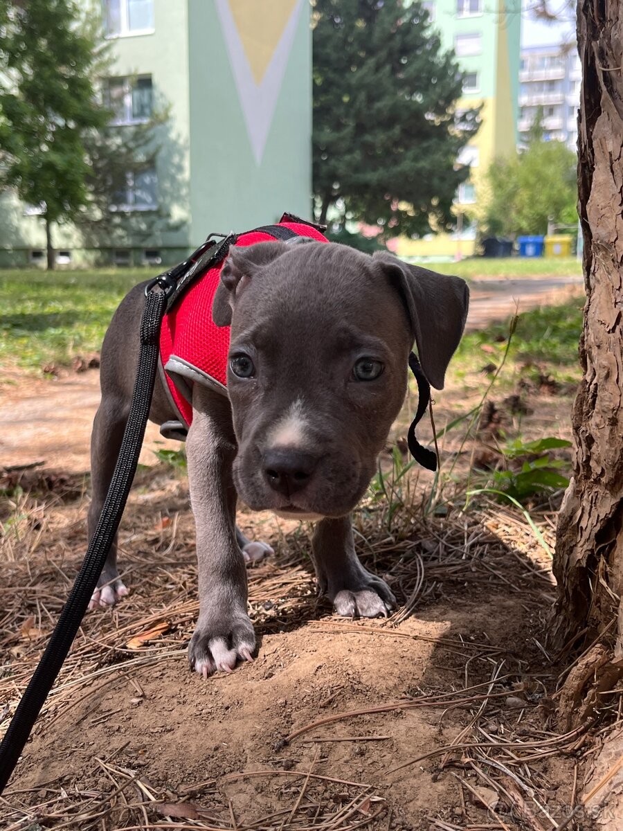 Americký stafordšírsky teriér 🐶