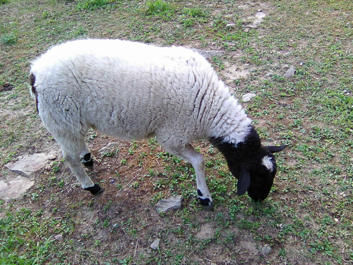 Ovečka Dorper