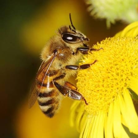 Zháňam melivo – spodný odpad z úľov