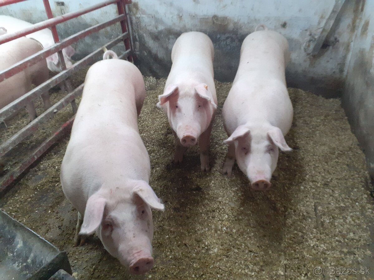 Predám prasatá