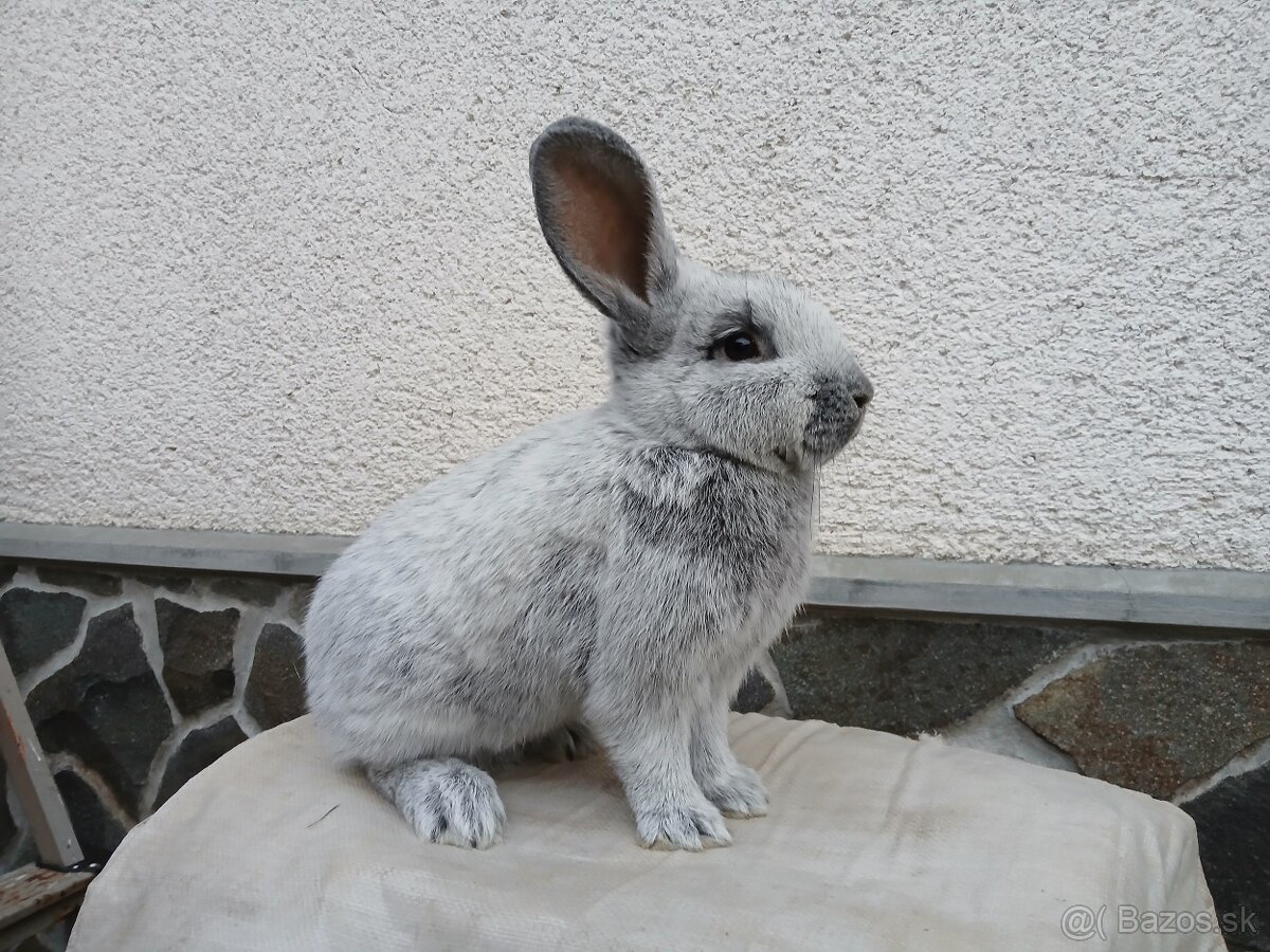 Veľký svetlý strieborný-samec