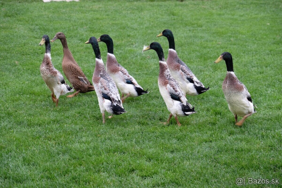 Indický bežec strieborný - káčer