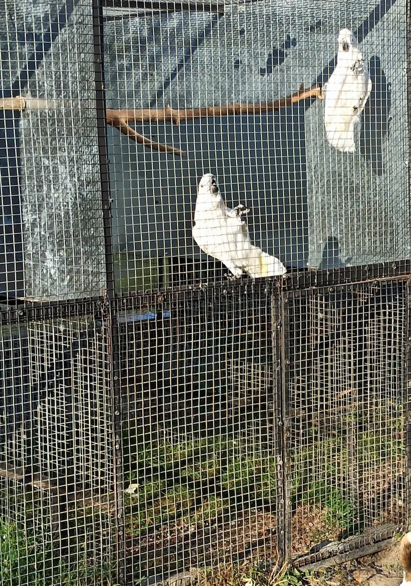 Kakadu Alba