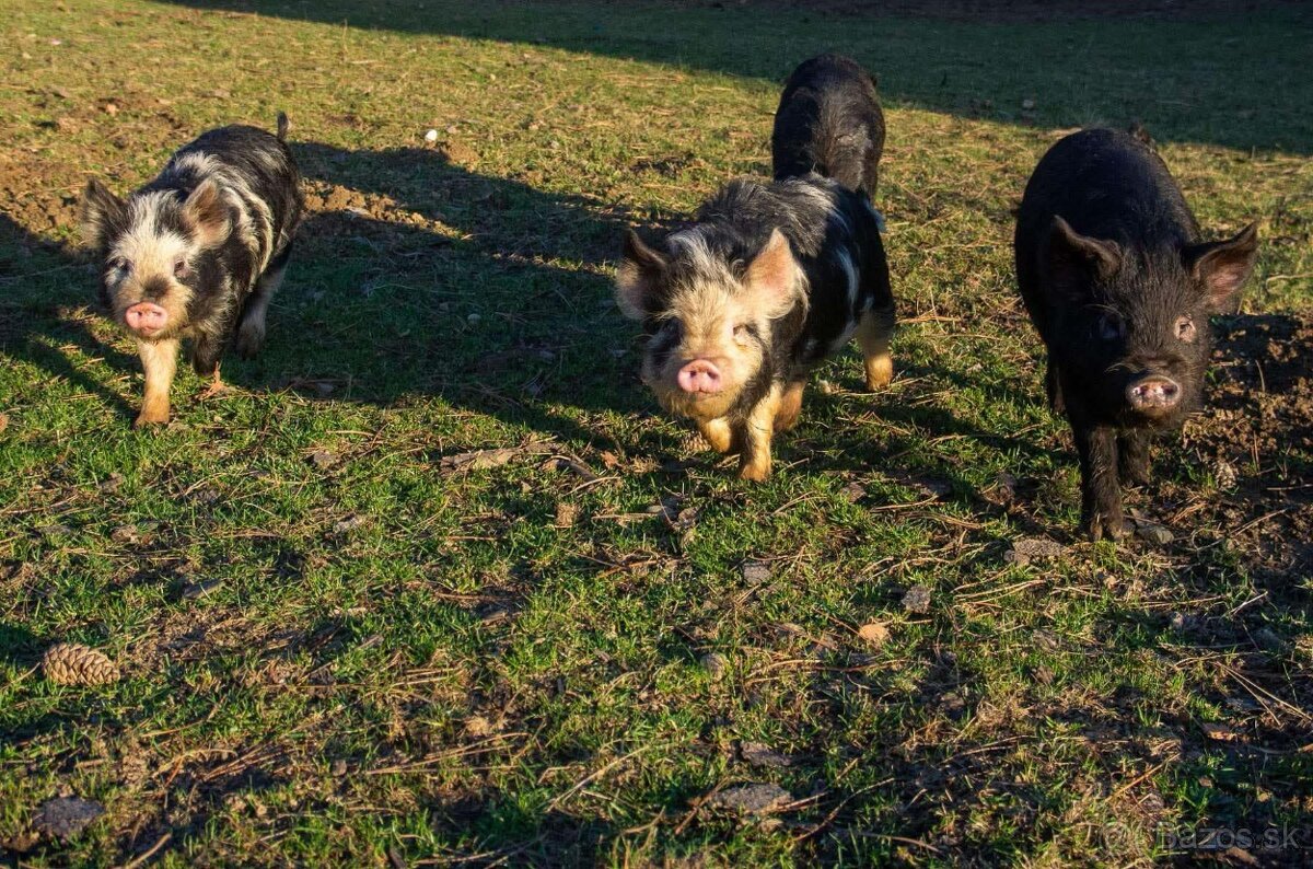 Sviňky kune kune