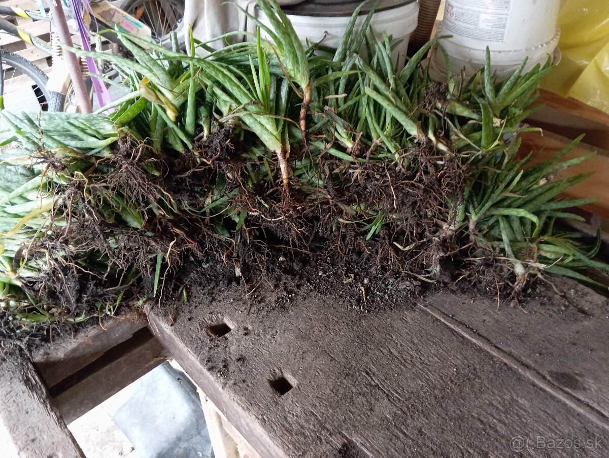 Aloe Vera