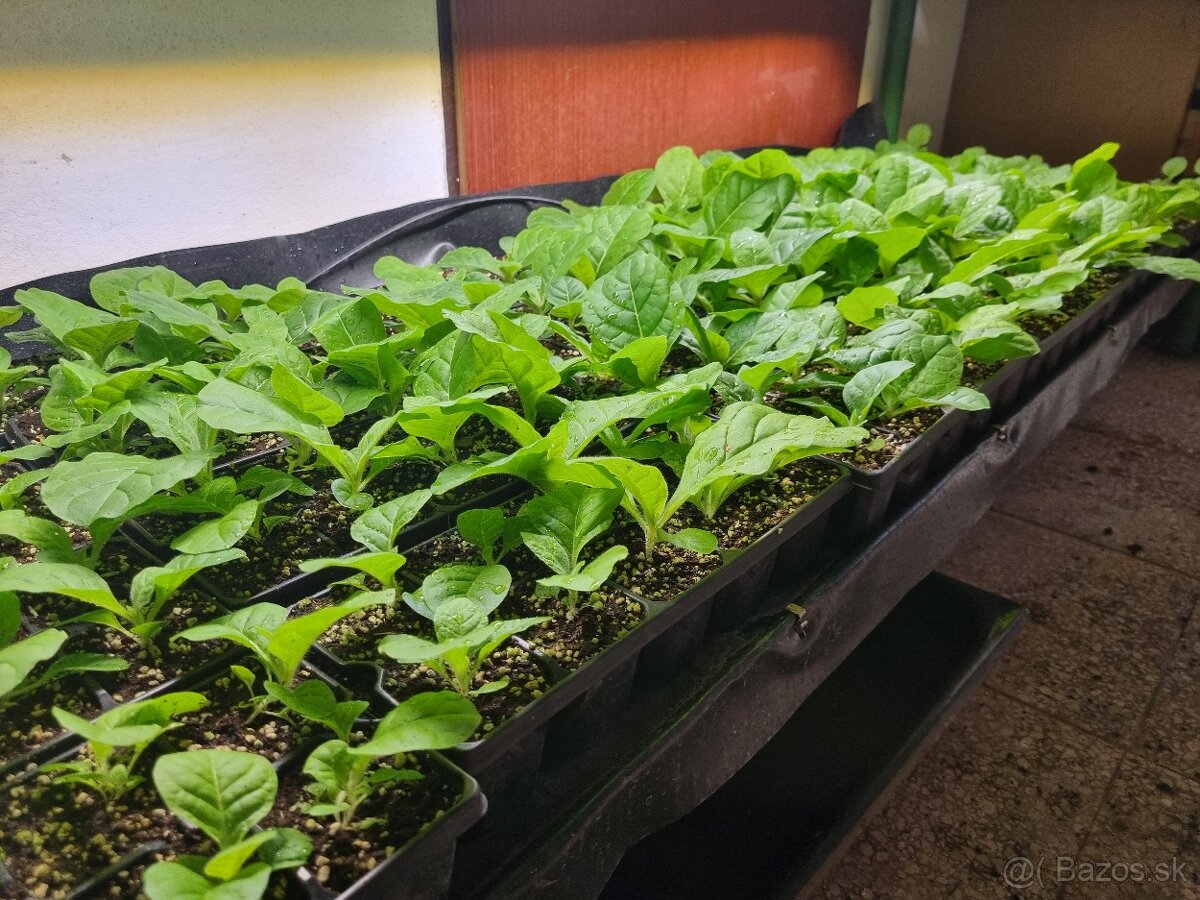 Tabak sadenice planty