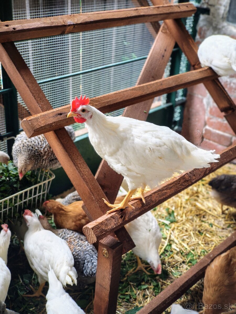 Kohúty Leghorn