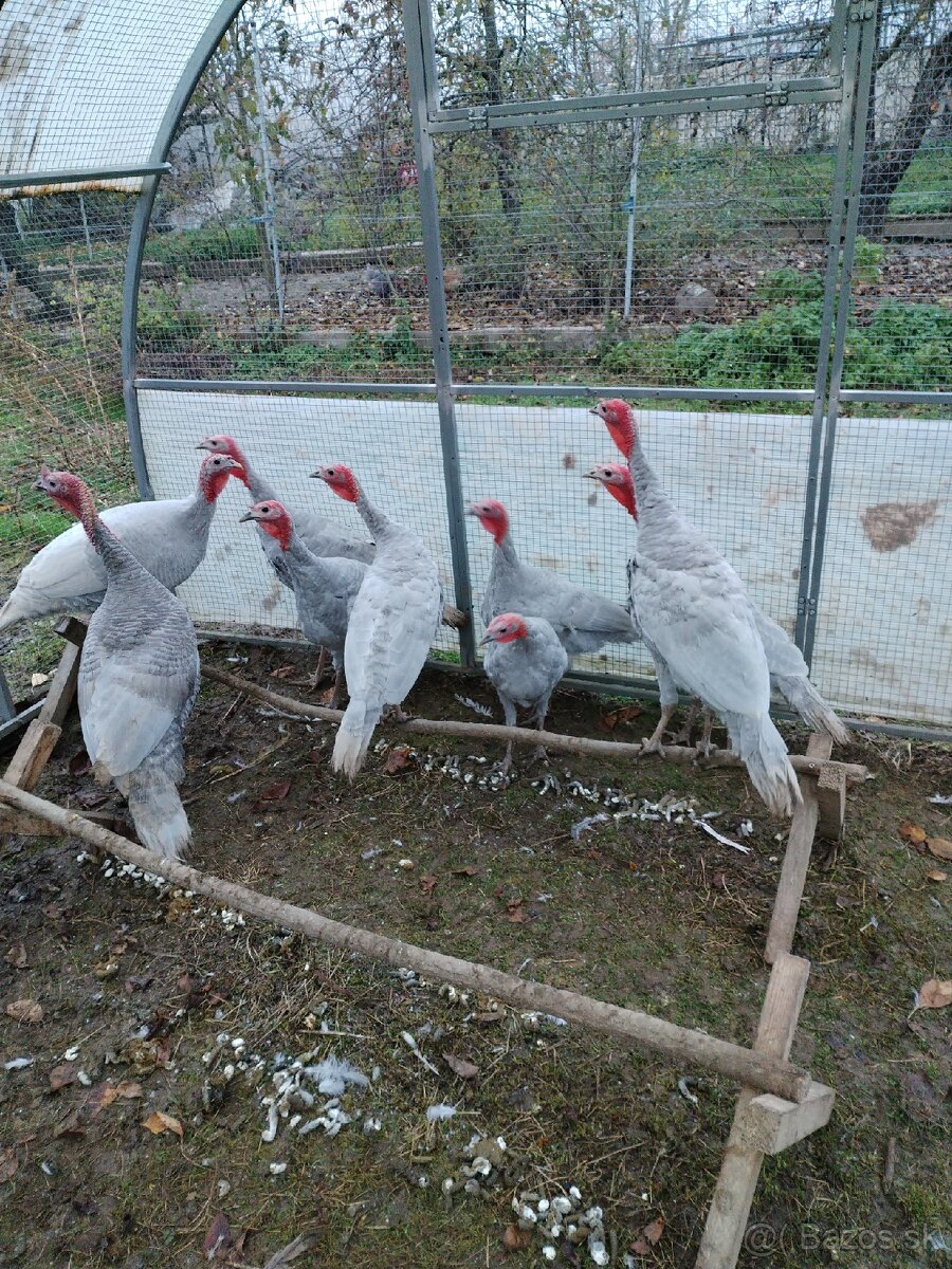 Ponúkam Morky  domáce (Modre)