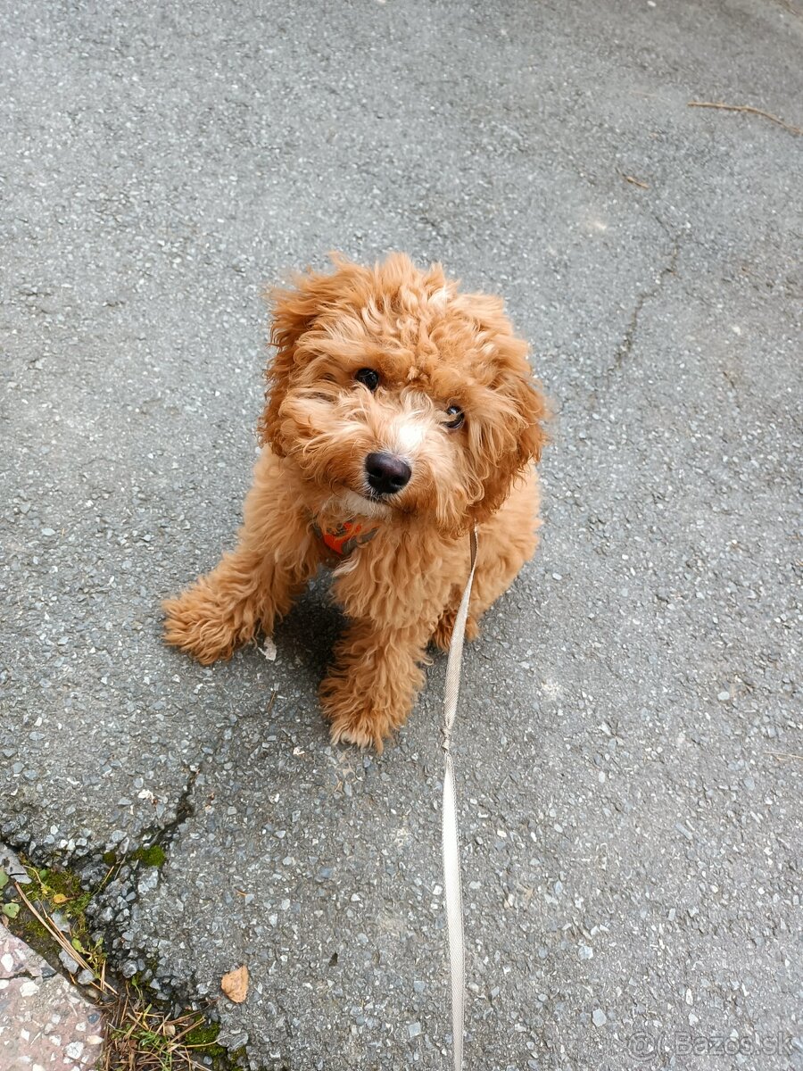 Predám šteňa cavapoo