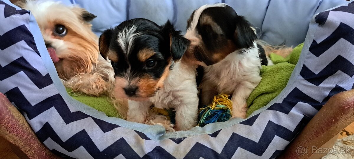 Yorkshire terier biewer