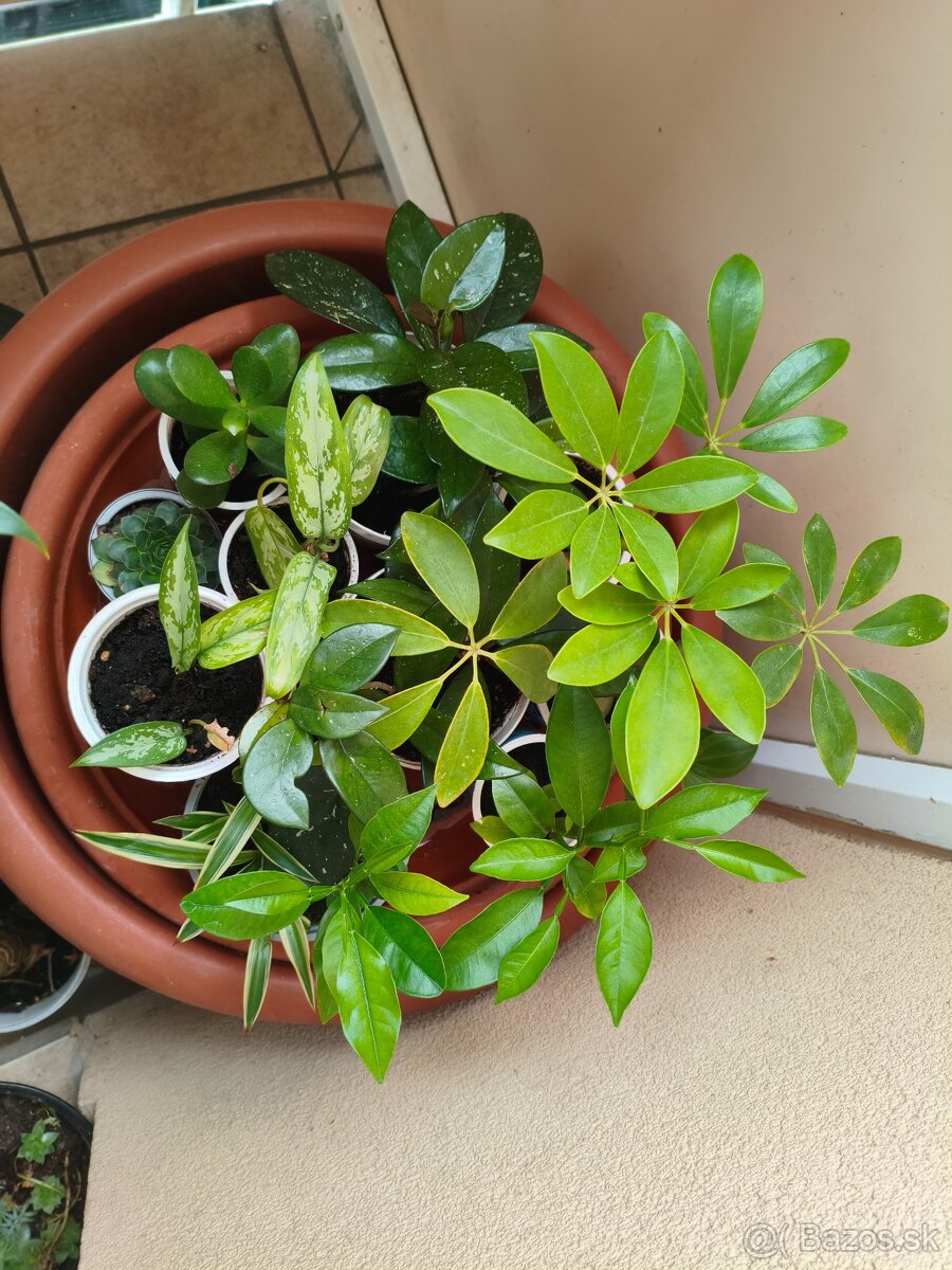 Izbové rastliny viac druhov