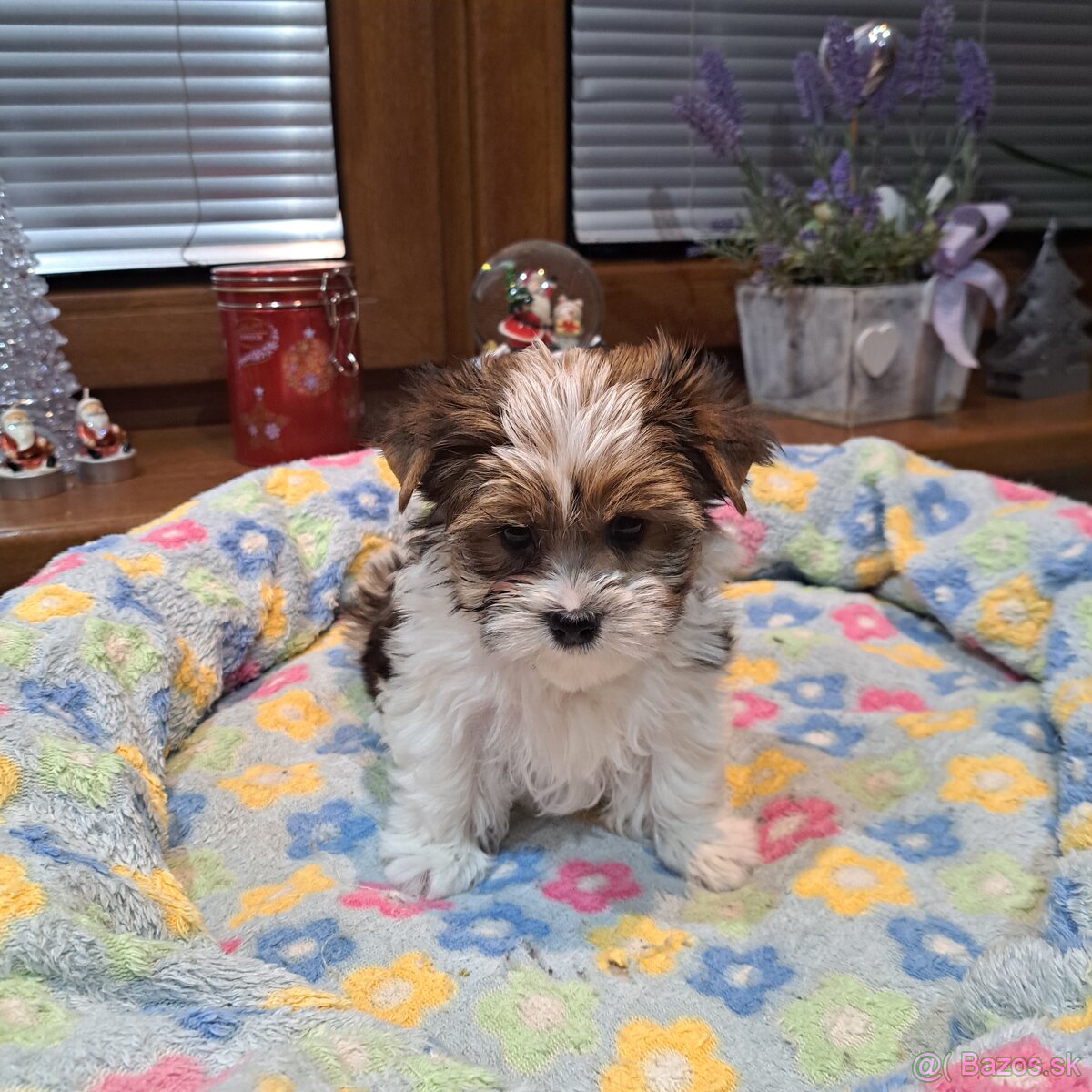 Biewer,Halbbiewer,Oceán