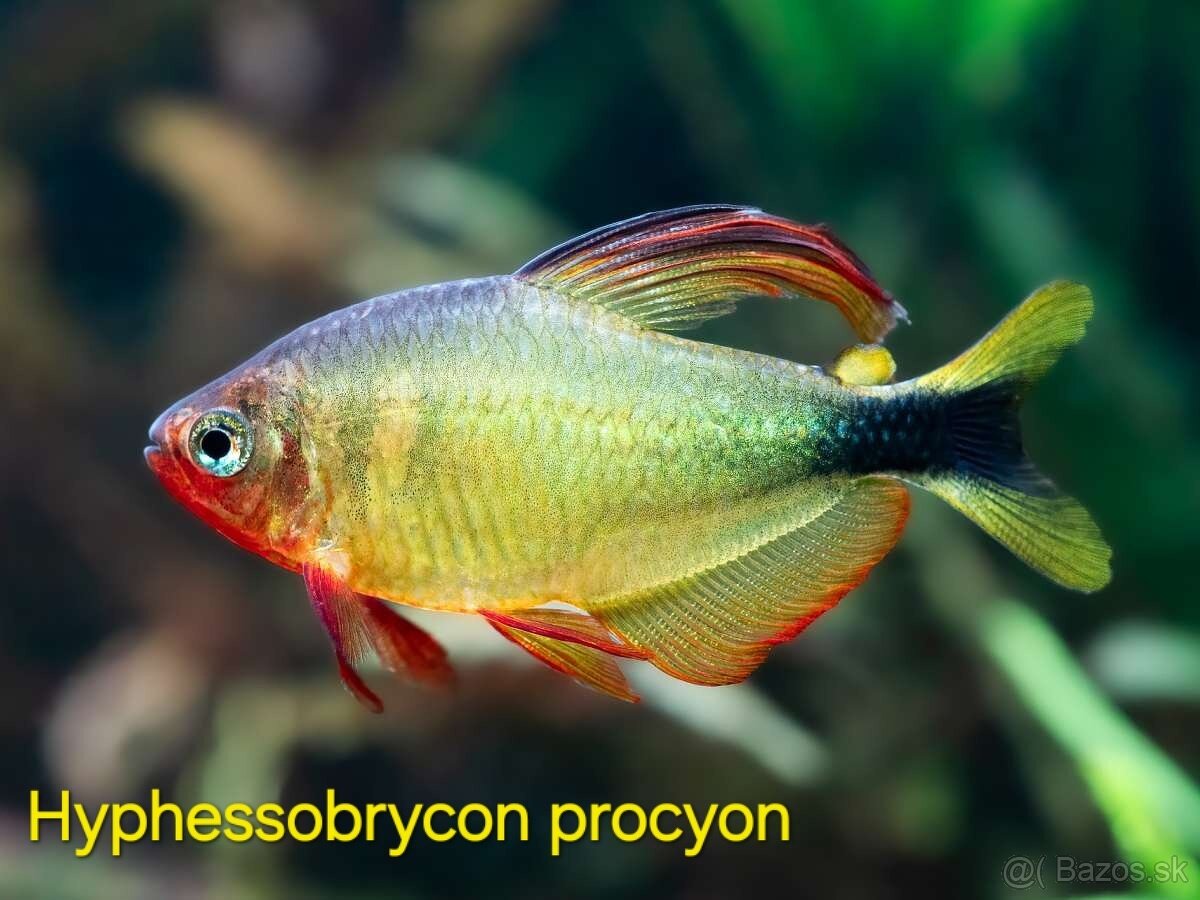 Novinka - Hyphessobrycon procyon