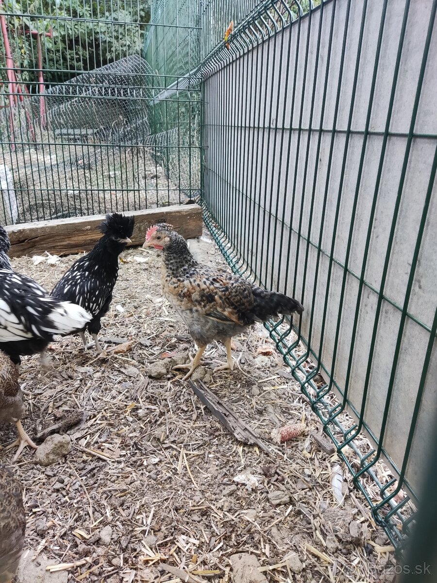 Darujem kohuta Cream legbar