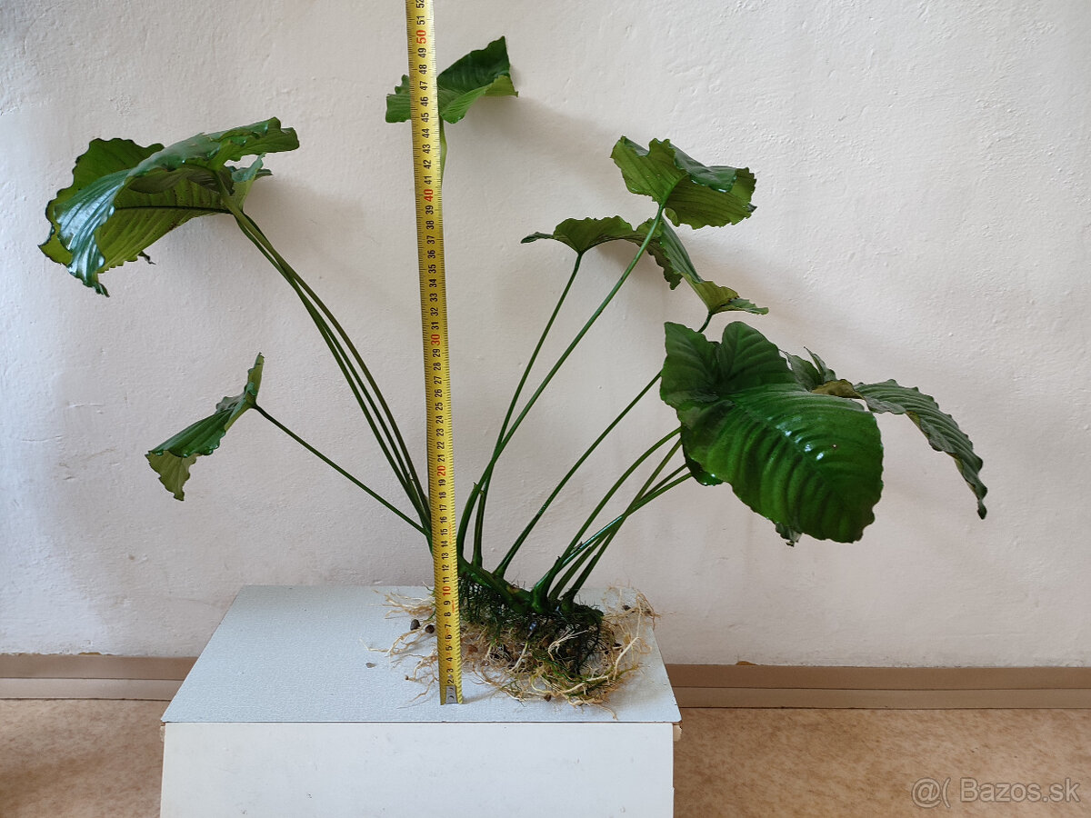 Anubias