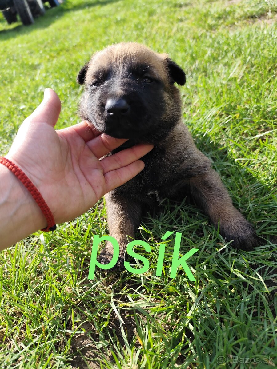 Belgický ovčiak Malinois / Nemecký ovčiak